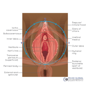 Why is Sex Painful - Vaginal Opening Diagram