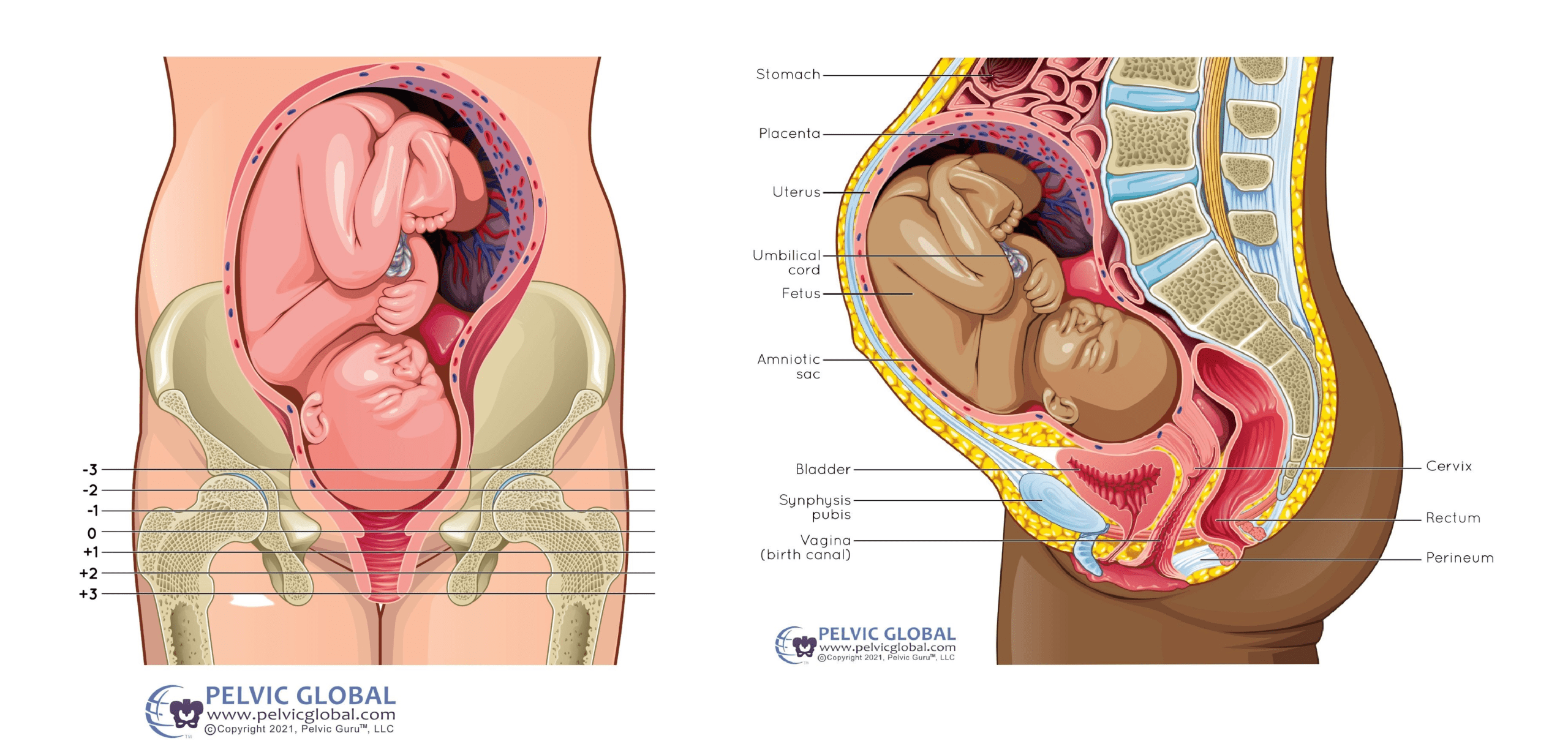 Internal look at pregnancy